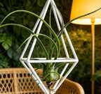 Live Tillandsia Air Plant Cqput-Medusae Easy Care Air Plants Live, Houseplants for Indoor & Outdoor Home Garden Décor, Wall & Terrarium Display
