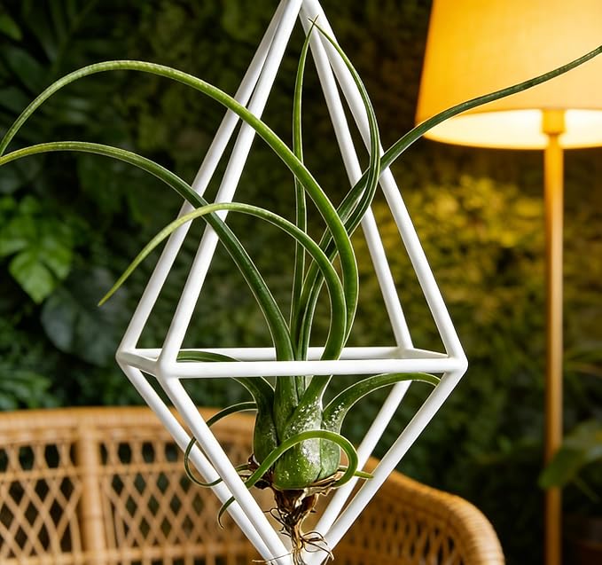 Live Tillandsia Air Plant Cqput-Medusae Easy Care Air Plants Live, Houseplants for Indoor & Outdoor Home Garden Décor, Wall & Terrarium Display