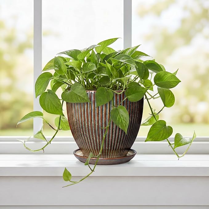6 Inch Plant Pot, Ceramic Pots for Plants with Drainage Hole and Saucer, Decorative Planters for Indoor Plants, Small Flower Pots, Home Office Room Decor, Gifts for Plant Lovers, Retro Brown