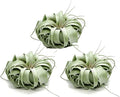 ragnaroc Live Air Plant - Tillandsia Xerographica, Jumbo 6-9” - 3 ct - Ideal for Gifts & Presents, Live Indoor Plants & Live House-Plants – Live Plants for Home décor