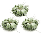 ragnaroc Live Air Plant - Tillandsia Xerographica, Jumbo 6-9” - 3 ct - Ideal for Gifts & Presents, Live Indoor Plants & Live House-Plants – Live Plants for Home décor