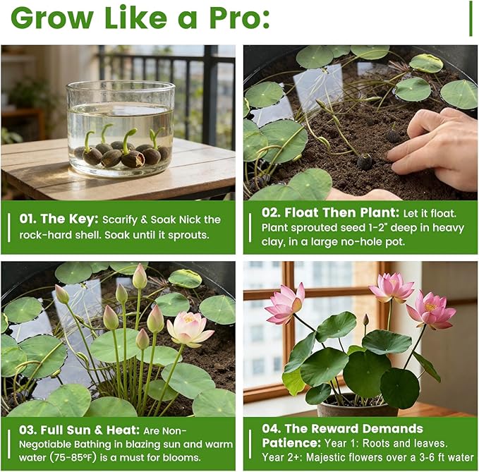 60 PCS Lotus Seeds for Planting in Water - Mixed Color Bowl Lotus Seeds, Non-GMO Aquatic Plant Water Lily Seeds for Indoor Bonsai, Outdoor Ponds & Garden