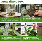 30 PCS Lotus Seeds for Planting in Water - Mixed Color Bowl Lotus Seeds, Aquatic Plant Water Lily Seeds for Indoor Bonsai, Outdoor Ponds & Garden