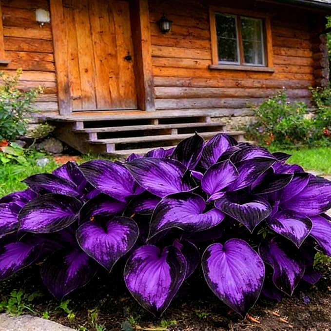 Hosta Seeds for Planting, 200+pcs Rare Perennial Hosta Flower Seeds, Non-GMO Heirloom Long Blooming Plants Shaded Entry Pathway Flowers for Garden Outdoors