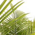 Majesty Palm Live Plant by United Nursery, Large Indoor House Plant, 32-36 inches Tall Tropical Palm Tree in Decorative Pot, Easy Care Large Floor Plant for Home Decor