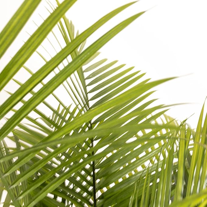 Majesty Palm Live Plant by United Nursery, Large Indoor House Plant, 32-36 inches Tall Tropical Palm Tree in Decorative Pot, Easy Care Large Floor Plant for Home Decor