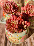 Echeveria Pink Rubby Succulent Kit - with Plastic Pot, 1 Head 2" Live Plant, Compressed Soil & Guide, for Garden Indoor Office Desk (1, Echeveria Pink Rubby)