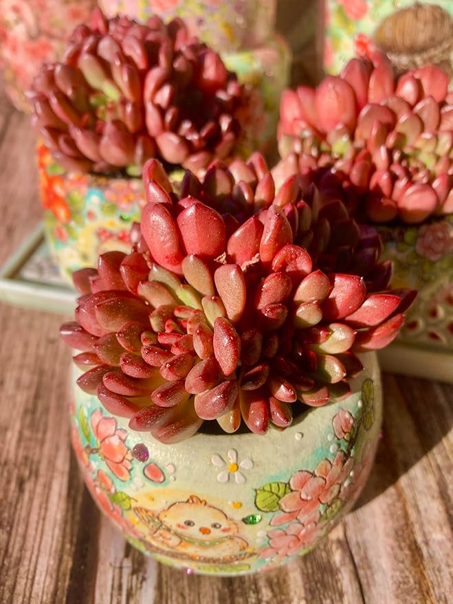 Echeveria Pink Rubby Succulent Kit - with Plastic Pot, 1 Head 2" Live Plant, Compressed Soil & Guide, for Garden Indoor Office Desk (1, Echeveria Pink Rubby)