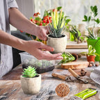 Jutom 32 Pieces Mini Artificial Succulents Unpotted Realistic Artificial Fake Plants Colorful Faux Succulents Small Cactus Plants for Garden Flower Kitchen Home Decor