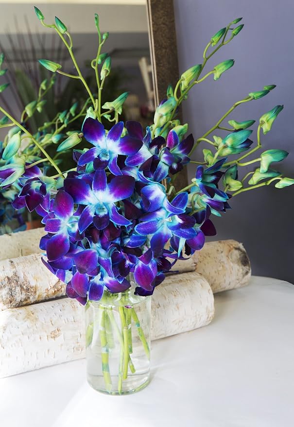 KaBloom - Blue Sapphire Orchid Bouquet of 10 Fresh Blue Orchid with Vase - Fresh Flowers for Birthday, Valentine's & Mother's Day