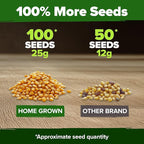 HOME GROWN Golden Bantam Sweet Corn Seeds 100+ Heirloom Non-GMO Seeds for Planting, High Germination, Yellow Kernel Corn on the Cob, Early Summer Harvest, Easy to Grow Home Garden Crop (Zea mays)