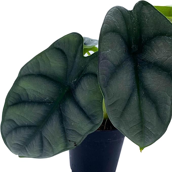 BubbleBlooms Alocasia Silver Dragon, Alocasia Baginda, Jewel Alocasia, Elephant Ear Silver Dragon in 2 inch Pot