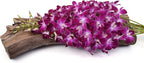 Just Orchids - Premium Long Stem Purple Dendrobium