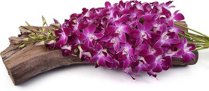 Just Orchids - Premium Long Stem Purple Dendrobium