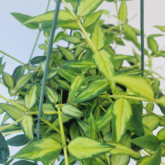 Hoya Bella ‘Louise Bois’ in 6" Hanging Pot – Rare & Collector’s Hybrid Hoya - Air Purifying Plant - Ships from CA (Multiple Larger Plants, 6 inch Hanging Pot)