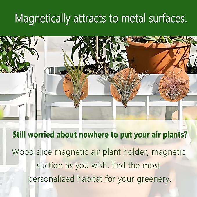 MITIME Magnetic air Plant Holder Refrigerator Sticker, Natural Wood Irregular Shape air Plant Wall Mount Holder. Refrigerator, Wall Decoration.Living Rooms, and Kitchens (Cypress Wood, 6)