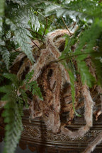 Rabbit's Foot Fern - Live Plant in a 6 Inch Pot - Davallia Tyermani - Extremely Rare and Exotic Ferns from Florida