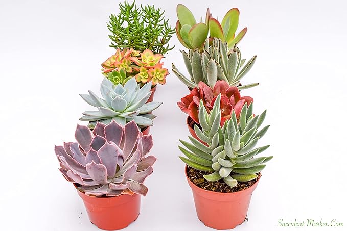 Large Colorful Outdoor Succulents - Assorted 4 Inch - Live Outdoor Succulent Plants - Large Fully Rooted Live Succulents (8)