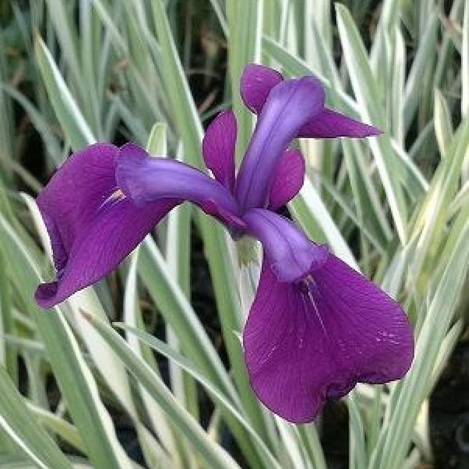 Japanese Variegated Iris, a Great Live Pond Plant for Your Water Garden. Filters The koi and Goldfish Pond. Good for Bogs, Plant Shelf or Shallow Water This marginal Aquatic is a Real Beauty