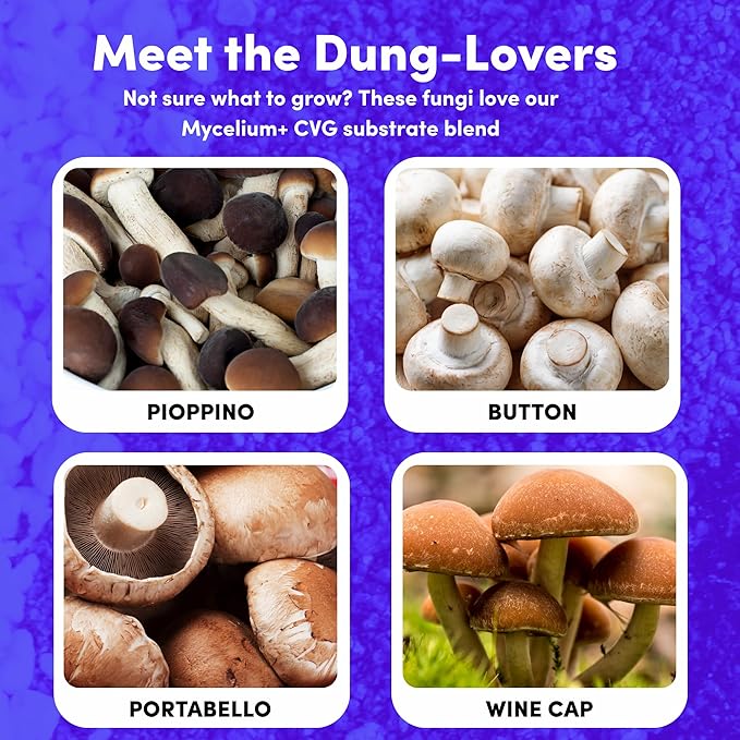 Mycelium 4LB Mushroom Grow Kit | All-in-One CVG Substrate & Rye Berries Grain Bag | Pre-Sterilized with Injection Port & Filter Patch | Grow Dung-Loving Mushrooms with Ease – Just Add Liquid Culture