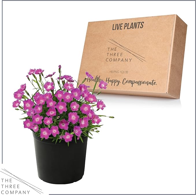 Live Dianthus - Kahori Pink - Fragrant Mounding Perennial - Healthy Spring Plant - 12" Tall by 6" Wide in 2.5 Qt Pot