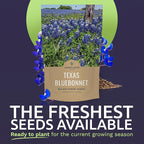 Bulk Texas Bluebonnet Wildflower Seeds - 1 Pound Bag - Over 16,000 Native Seeds - Texas State Flower!