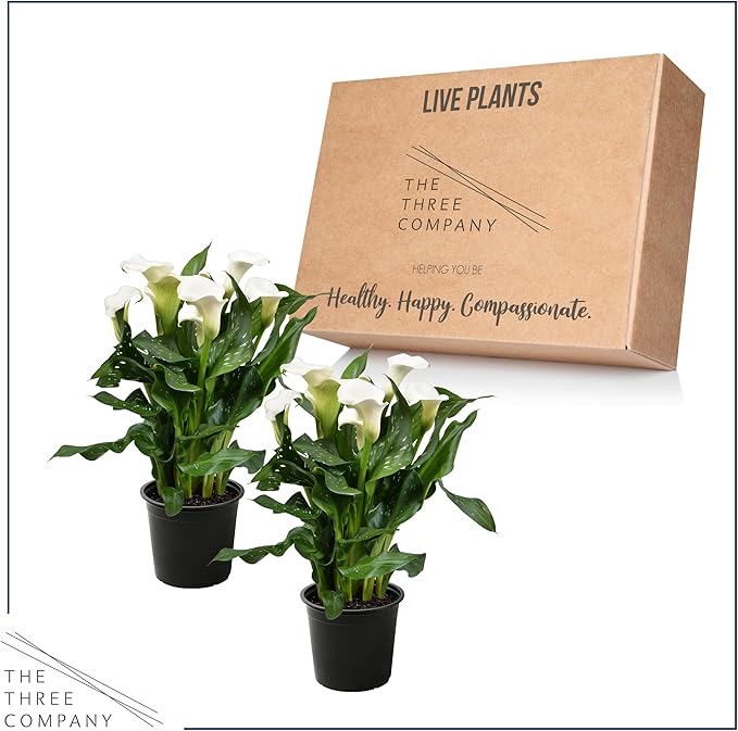 Live Flowering Calla Lily (2 Plants Per Pack) - White, 3+ Blooms - Beautiful Spring Perennial - 12" Tall by 5" Wide in 1 Qt Pot
