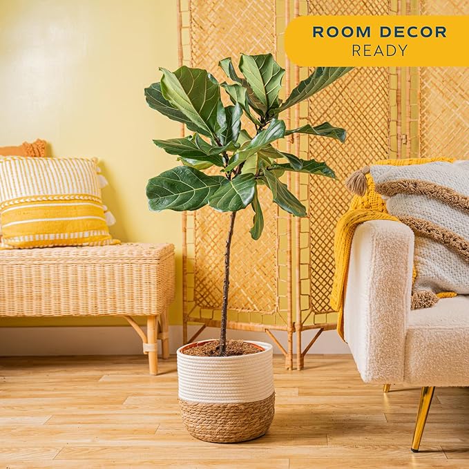 Costa Farms Fiddle Leaf Fig Tree, Ficus Lyrata Live Indoor Floor Houseplant in Decor Planter, Tropical Plant for Home Potted in Soil, Home and Office Decor, Housewarming Gift, 3-4 Feet Tall