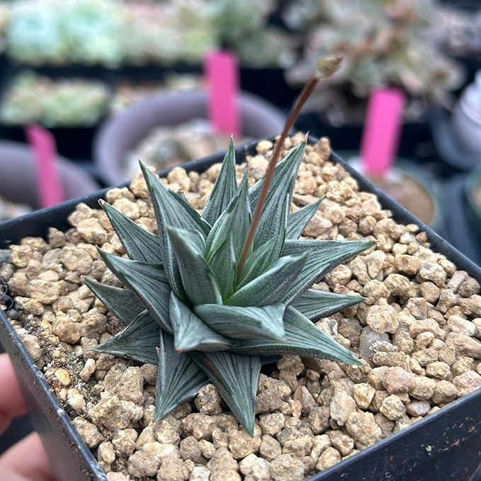 Rare Haworthia Ivory Tower White Variegata - Succulent Plants - Unique Varieties | Live Indoor Plants | Low-Maintenance | Great for Collectors, Home, Office, and Gifts