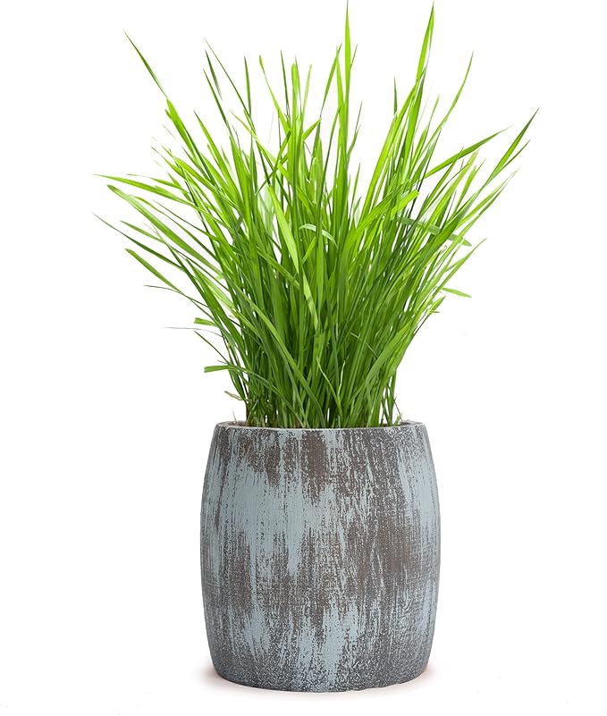 Cat Grass for Indoor Cats Kit – Best Value Organic Seed & Soil for 4 Plantings, Includes Cat Toy Gift & Hairball Remedy (Coastal Turquoise)