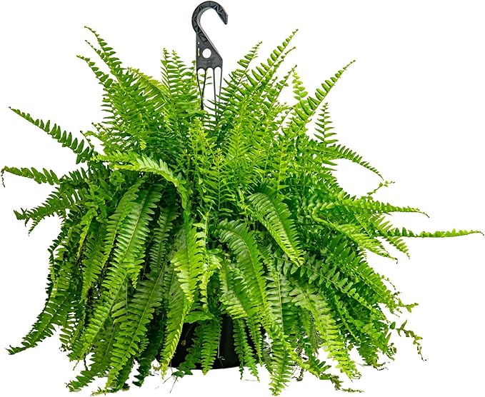 Costa Farms Boston Fern Live Plant in Plastic Pot, Large Air Purifying Indoor & Outdoor Houseplant, Perfect for Home, Room, or Office Decor, Great House Warming or Birthday Gift, 3-4 Feet Tall