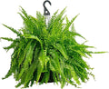 Costa Farms Boston Fern Live Plant in Plastic Pot, Large Air Purifying Indoor & Outdoor Houseplant, Perfect for Home, Room, or Office Decor, Great House Warming or Birthday Gift, 3-4 Feet Tall