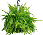 Costa Farms Boston Fern Live Plant in Plastic Pot, Large Air Purifying Indoor & Outdoor Houseplant, Perfect for Home, Room, or Office Decor, Great House Warming or Birthday Gift, 3-4 Feet Tall
