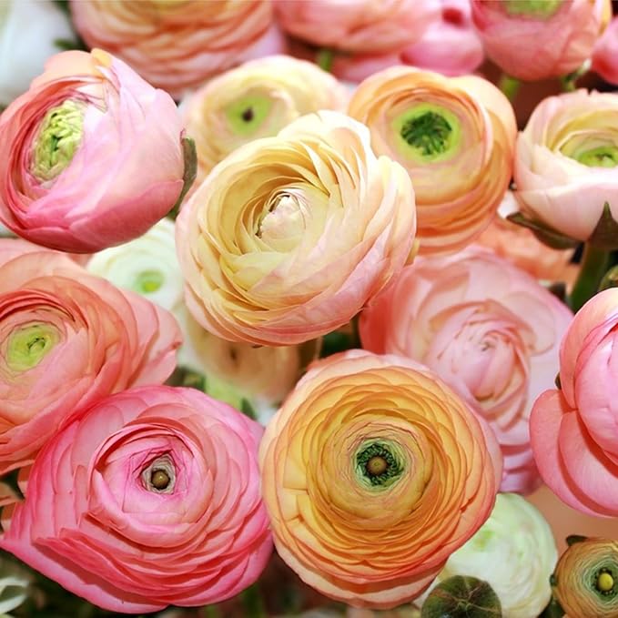 Mixed Ranunculus Bulbs for Planting, 3 PCS Ranunculus Buttercups, Rare Perennial Bulbs for Vibrant Garden Blooms, Borders Outdoor Heirloom Non-GMO