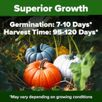 HOME GROWN Pumpkin Seeds for Planting - 5 Variety Mix - 40 Seeds - Heirloom Non GMO USA - Vegetable Garden - Edible & Jack O Lanterns - Connecticut Field Blue White Mini - Autumn Harvest