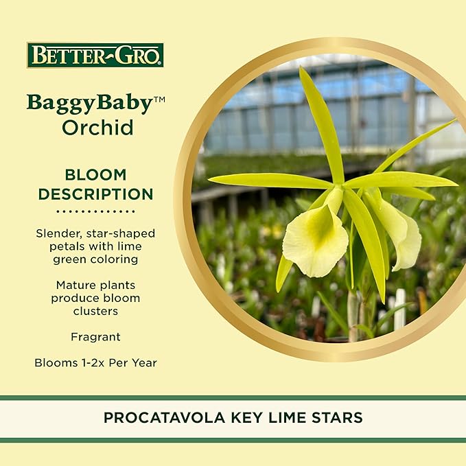 Better-Gro Easy-Growing Brassavola Hybrid, Procatavola Key Lime Stars, 4" Live Plant, Blooms in 6-12 Months with Proper Care, White and Green Star-Shaped Bloom, Fragrant, Selected by Master Growers