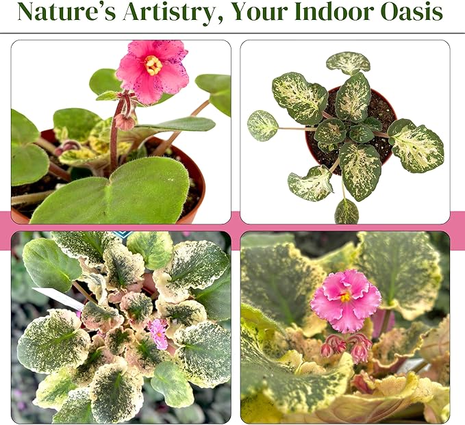Live Plant Assorted African Violets 4" - Easy to Care and Grow Air Purifying Indoor House Plants - Rare African Violets Plant - Flowers for Home Office Room Decor & Giftable(Heat Pack Included)