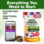HOME GROWN Verbena Moss Seeds - 6000+ Perennial Flower Seeds for Ground Cover - Heat-Tolerant Plant Seed for Outdoor Gardening, Walkways & Erosion Control - Attracts Pollinators (Verbena Tenuisecta)