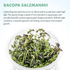 SubstrateSource Live Plant - Purple Bacopa (Bacopa Salzmannii) - Midground Stem with Violet Tones, Snail-Free in Vitro Aquarium Plant - Tissue Culture