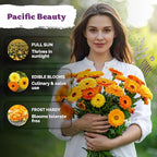 KVITER 150 Mix Pacific Beauty Calendula Seeds (Calendula Officinalis) - Pot Marigold, Heirloom and Non GMO - Annual Flower Seeds in Seed Packets for Outdoor and Indoor Garden, Containers, Cut Flowers