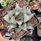 Rare Haworthia Badia Shuten doji - Succulent Plants – Unique Varieties | Live Indoor Plants | Low-Maintenance | Great for Collectors, Home, Office, and Gifts