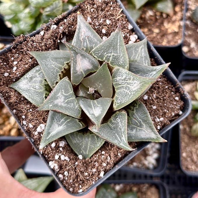 Rare Haworthia Badia Shuten doji - Succulent Plants – Unique Varieties | Live Indoor Plants | Low-Maintenance | Great for Collectors, Home, Office, and Gifts