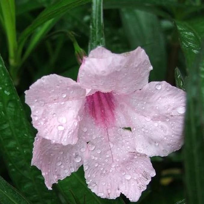 Chalily Pink Blue Bells, a Great Live Pond Plant for Your Water Garden. Filters koi and Goldfish Ponds. Good for Bogs, Plant Shelf or Shallow Water This marginal Aquatic is a Real Beauty