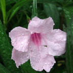 Chalily Pink Blue Bells, a Great Live Pond Plant for Your Water Garden. Filters koi and Goldfish Ponds. Good for Bogs, Plant Shelf or Shallow Water This marginal Aquatic is a Real Beauty