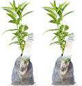 Night Blooming Jasmine Live Plant - Cestrum Nocturnum. Fragrant Flowering Shrub for Garden, Patio or Window (2 ngt.jas sacs)
