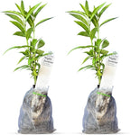 Night Blooming Jasmine Live Plant - Cestrum Nocturnum. Fragrant Flowering Shrub for Garden, Patio or Window (2 ngt.jas sacs)