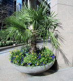 Cold Hardy Palm Tree Seeds - 6 Seeds - Trachycarpus fortunei