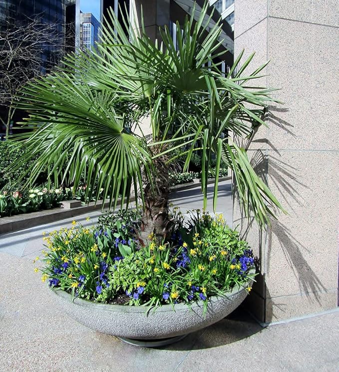 Cold Hardy Palm Tree Seeds - 6 Seeds - Trachycarpus fortunei