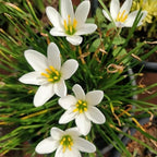Chalily White Rain Lily, a Great Live Pond Plant for Your Water Garden. Filters The koi and Goldfish Pond. Good for Bogs, Plant Shelf or Shallow Water This marginal Aquatic is a Real Beauty