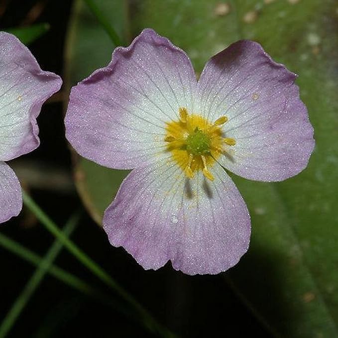 Chalily Pink Cups, a Great Live Pond Plant for Your Water Garden. Filters koi and Goldfish Ponds. Good for Bogs, Plant Shelf or Shallow Water This marginal Aquatic is a Real Beauty